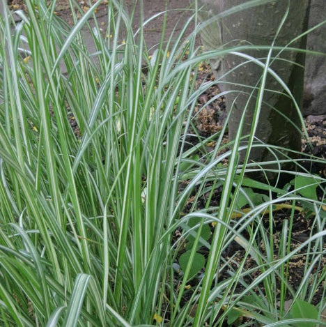 CALAMAGROSTIS acutiflora ‘Avalanche’