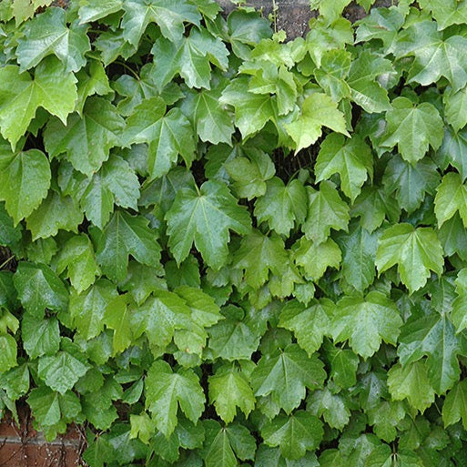 Parthenocissus tricuspidata (Lierre de Boston)