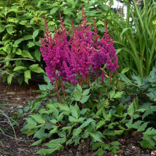 Astilbe chinensis 'Vision in Red' (Astilbe 'Vision in Red')