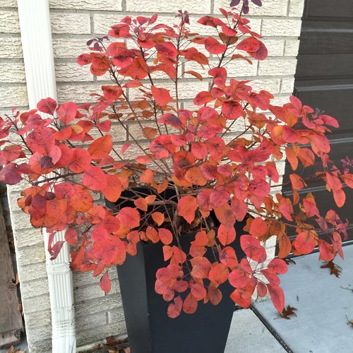 Cotinus coggygria 'Winecraft black' (Arbre à perruque ‘Winecraft Black’)
