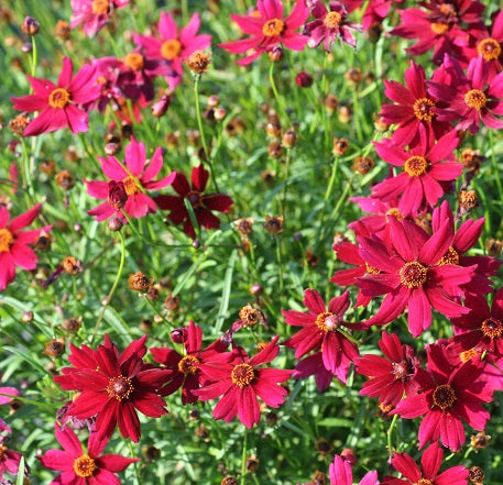 COREOPSIS ‘Limerock Ruby’