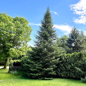 sapin baumier été_Quebec_Canada