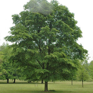 Orme Accolade Ulmus Quebec Canada