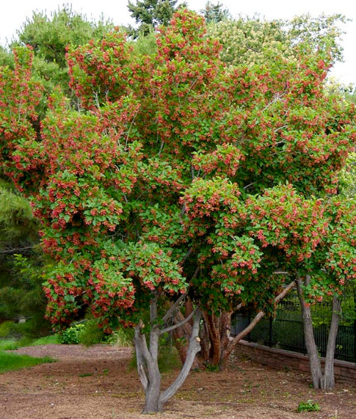 Érable de Tartarie 'Hot Wings'  (Acer tataricum 'Hot Wings')