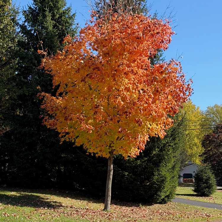 Érable de Norvège ‘Deborah’ (Acer platanoides 'Deborah')
