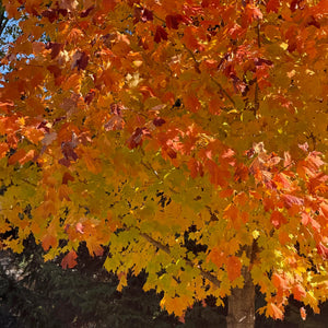 Erables de Norvège Deborah feuilles automne