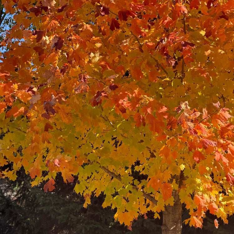Erables de Norvège Deborah feuilles automne