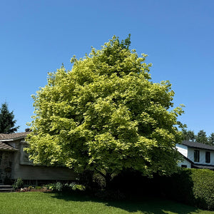 Acer platanoides Drummondii Été Summer Mature