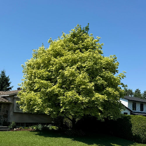 Acer platanoides Drummondii Été Summer Mature