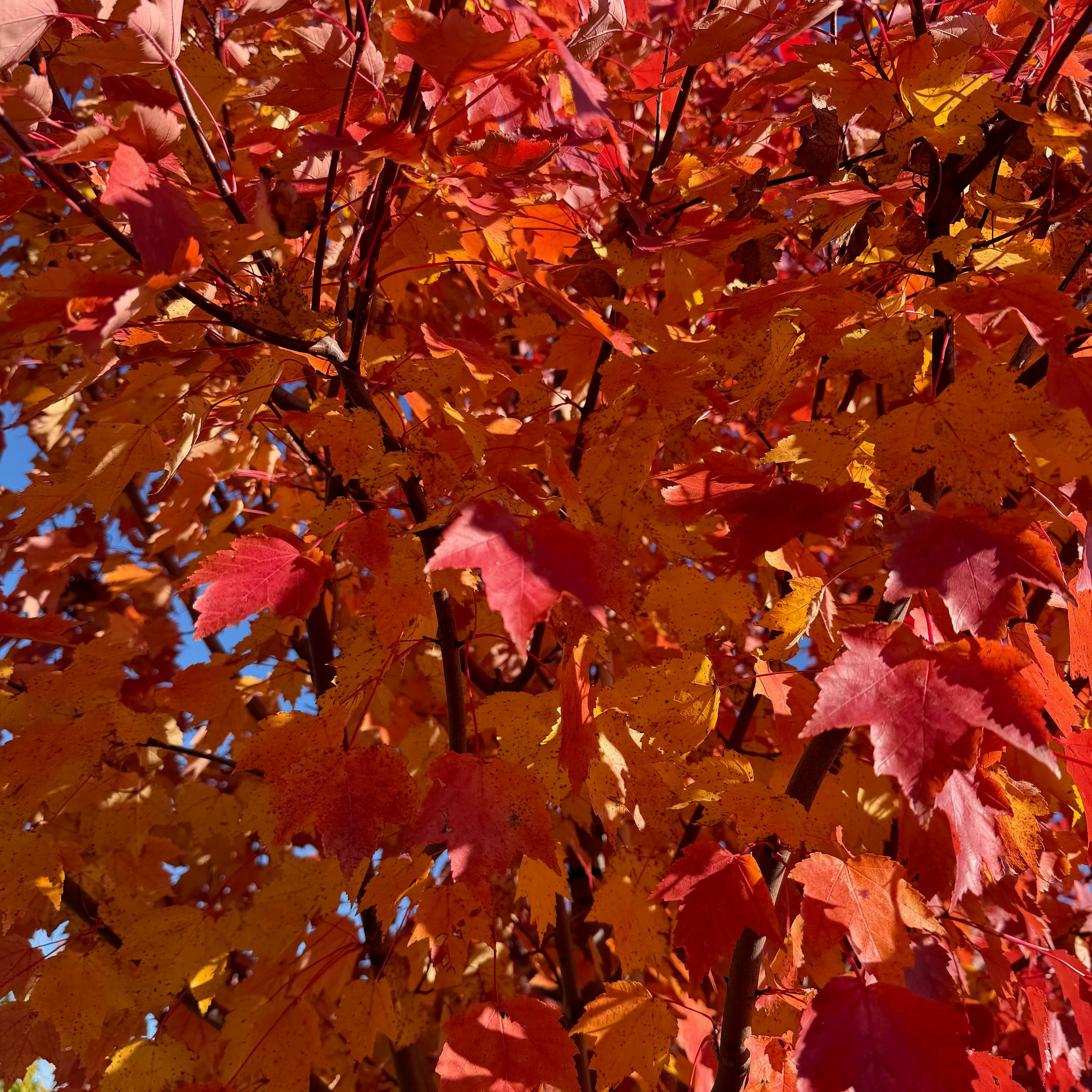 Érable rouge ‘Northwood’ (Acer rubrum 'Northwood')
