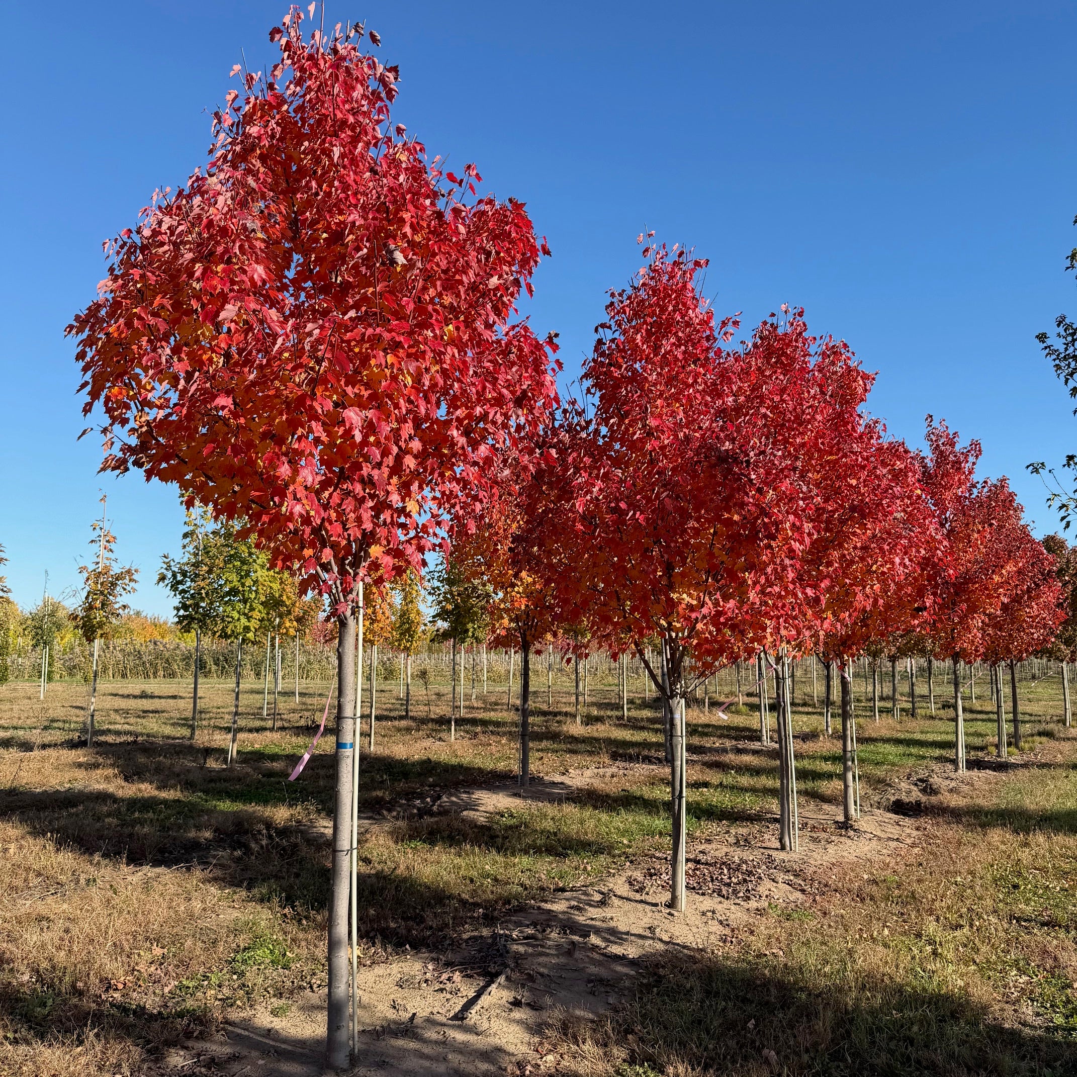 Érable rouge ‘Northwood’ (Acer rubrum 'Northwood')