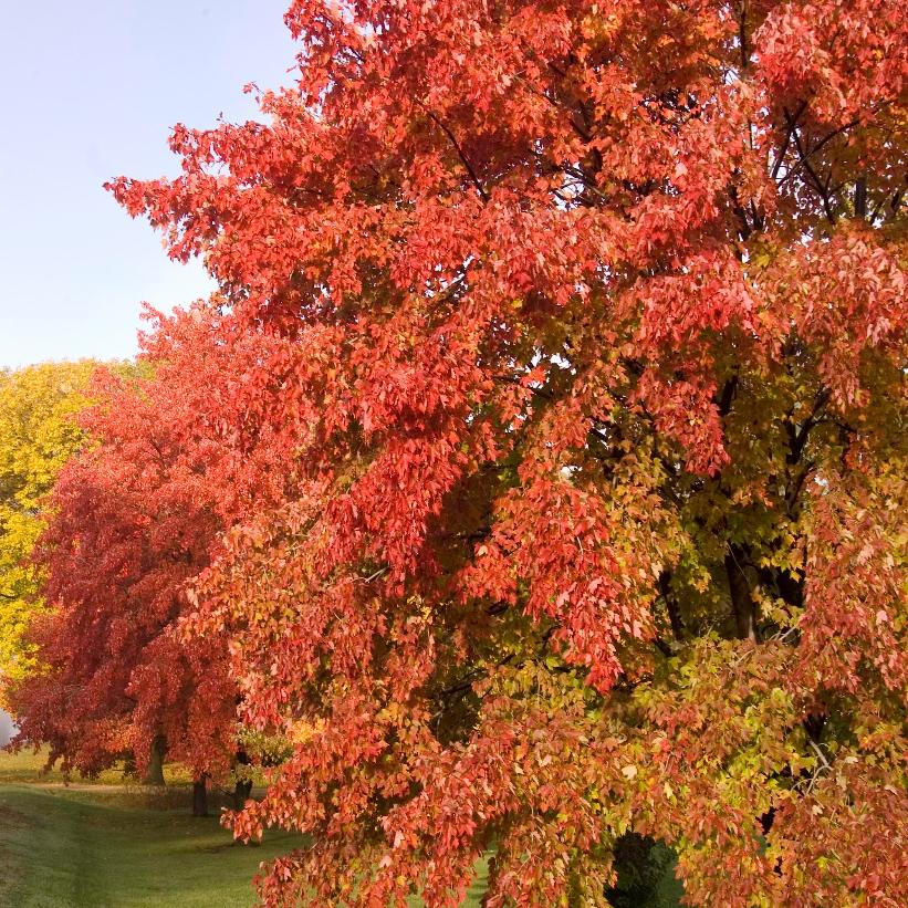 Érable de Freeman ‘Sienna Glen’ (Acer x freemanii 'Sienna Glen')