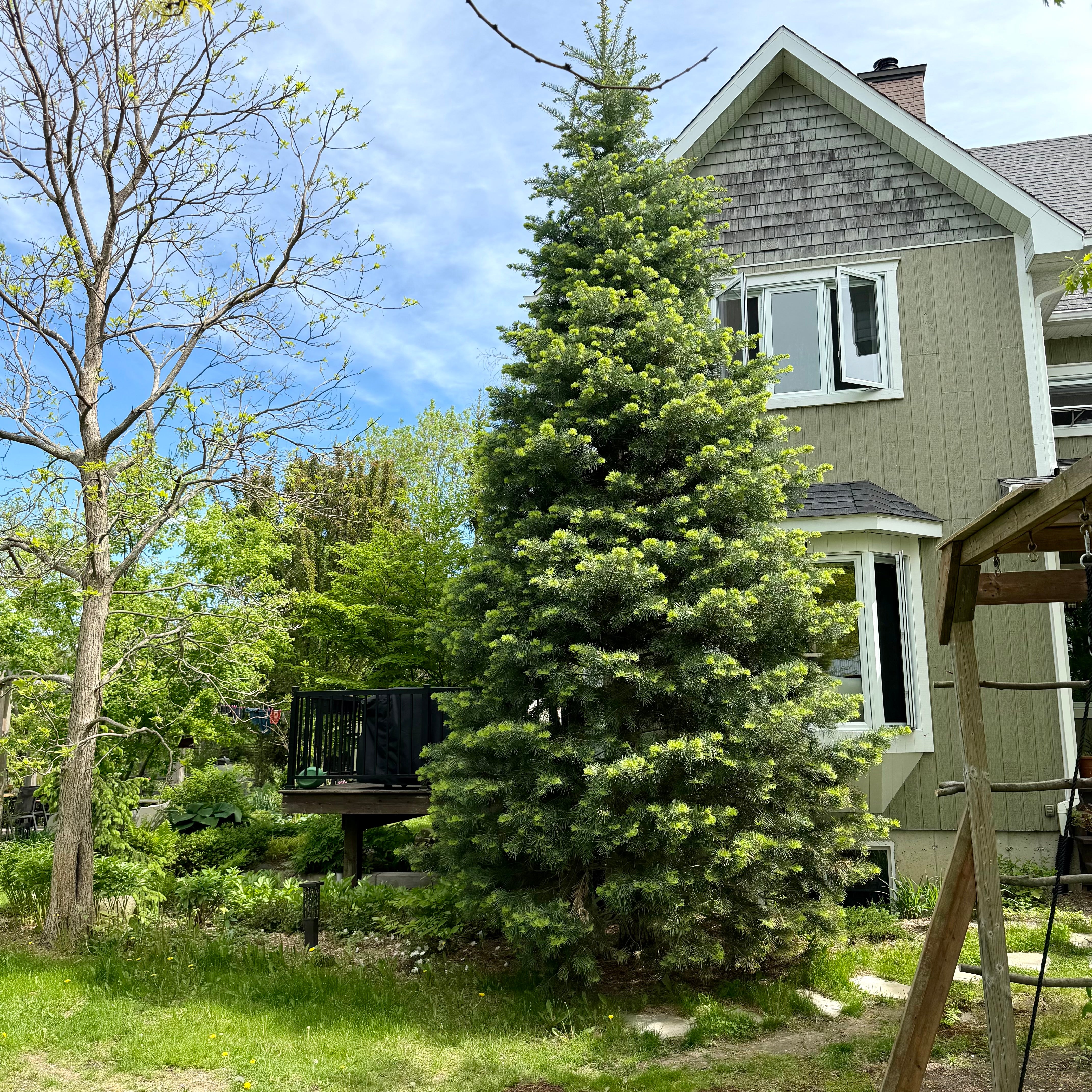 Sapin argenté Québec Rive-Sud Montréal