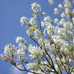 Fleurs amelanchier 