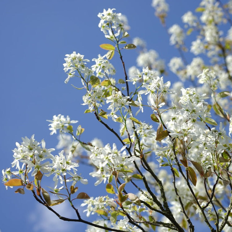 Fleurs amelanchier 