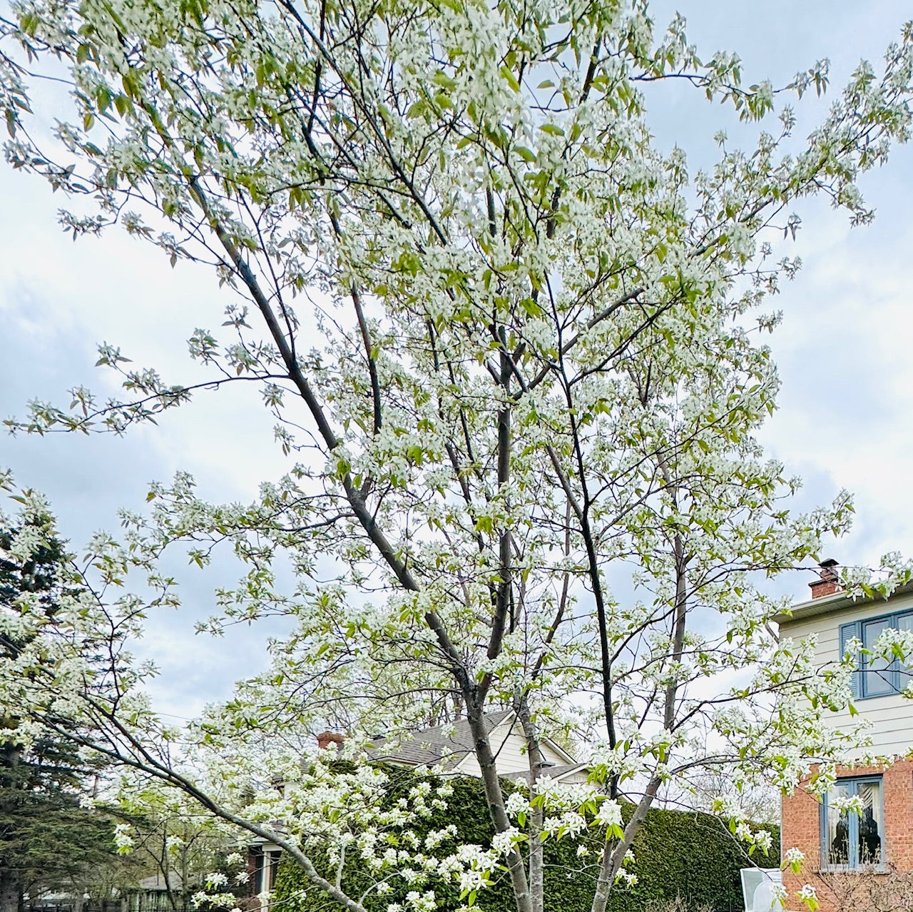 Floraison amelanchier canadensis