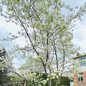 Floraison amelanchier canadensis