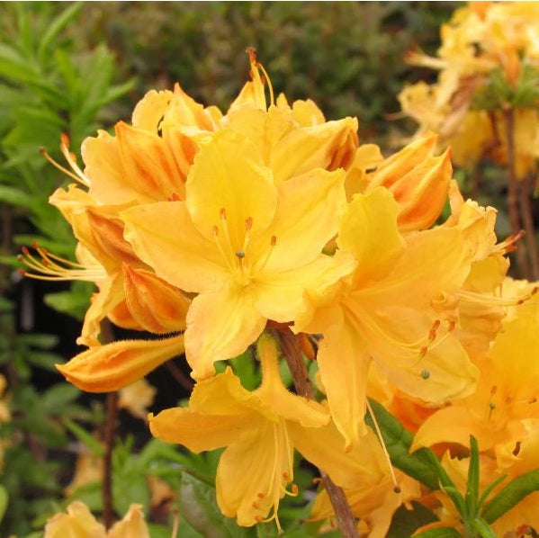 Azalea 'Golden Lights' (Azalée ‘Golden Lights’)