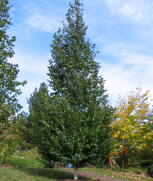 Bouleau Dakota Pinnacle été Quebec