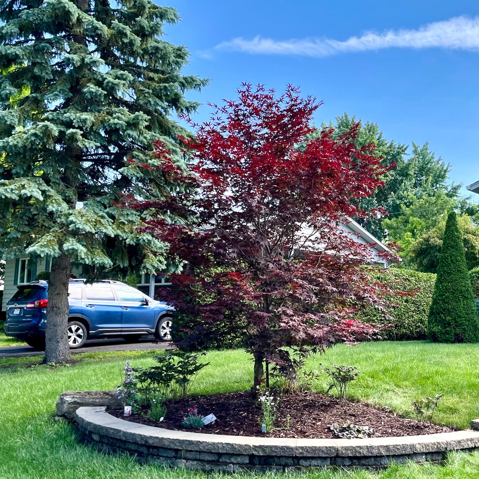 Acer palmatum Bloodgood Quebec Canada