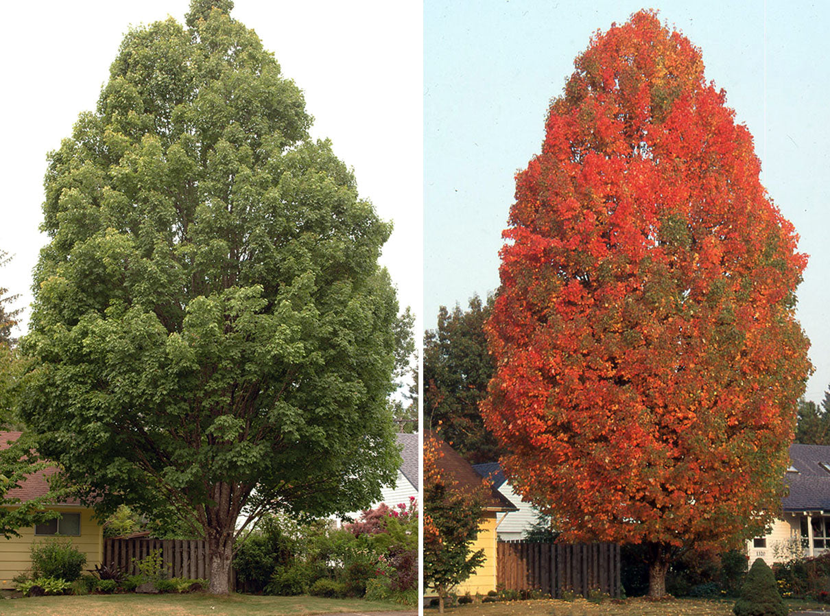 Érable rouge ‘Bowhall’ (Acer rubrum 'Bowhall')