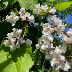 Fleur du catalpa speciosa