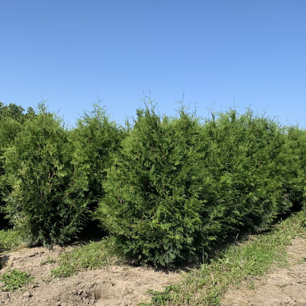 Thuja occidentalis 'Nigra' (Cèdre noir occidental)