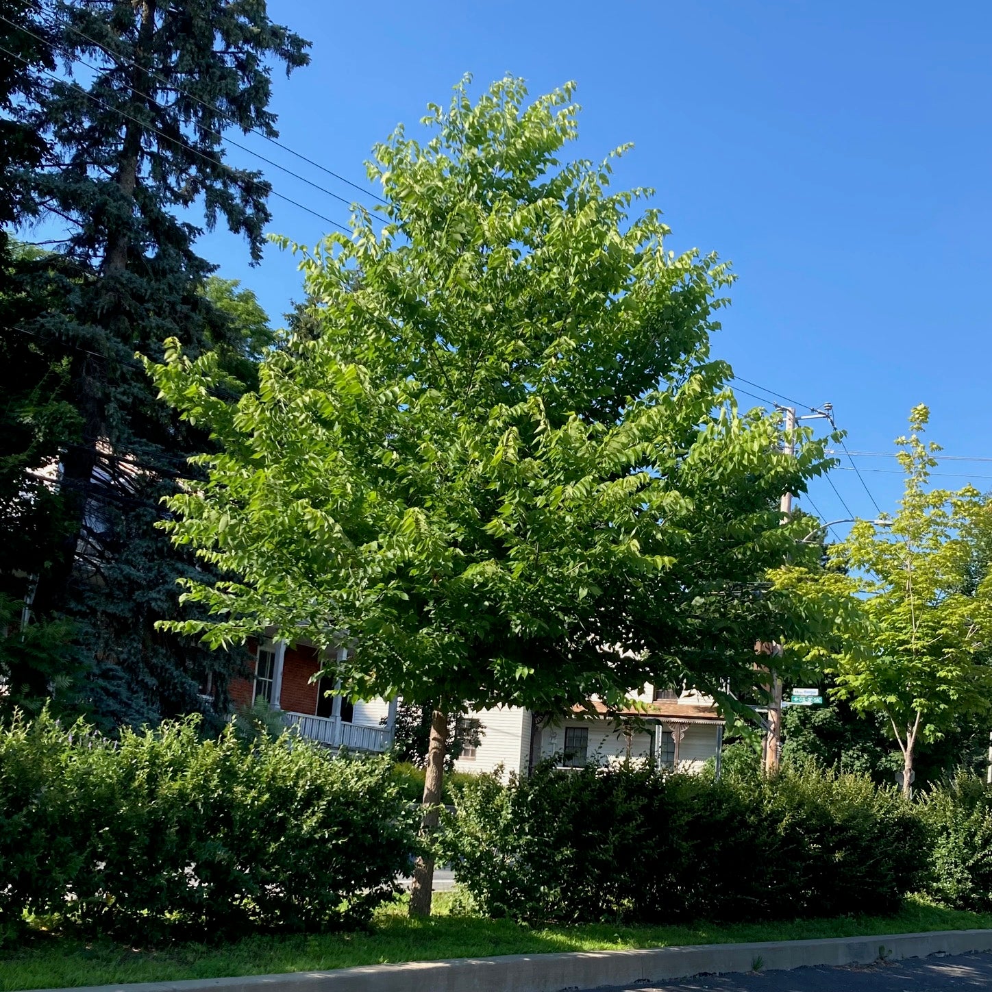 Micocoulier occidental (Celtis occidentalis)