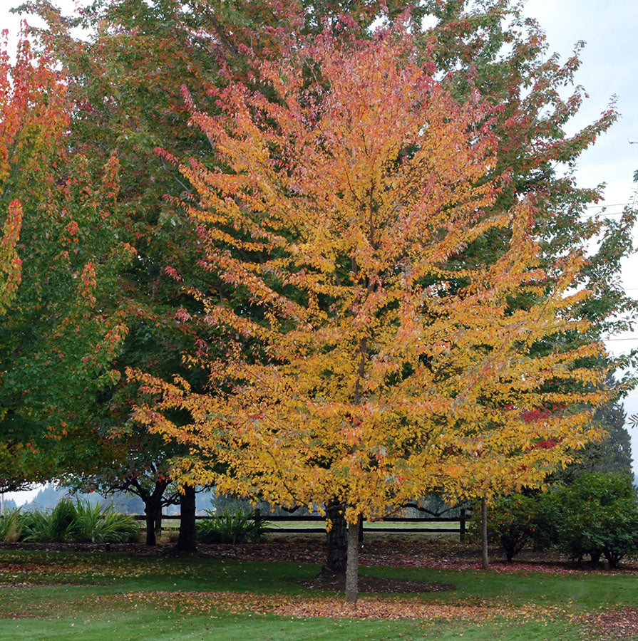 Érable de Freeman ‘Sienna Glen’ (Acer x freemanii 'Sienna Glen')