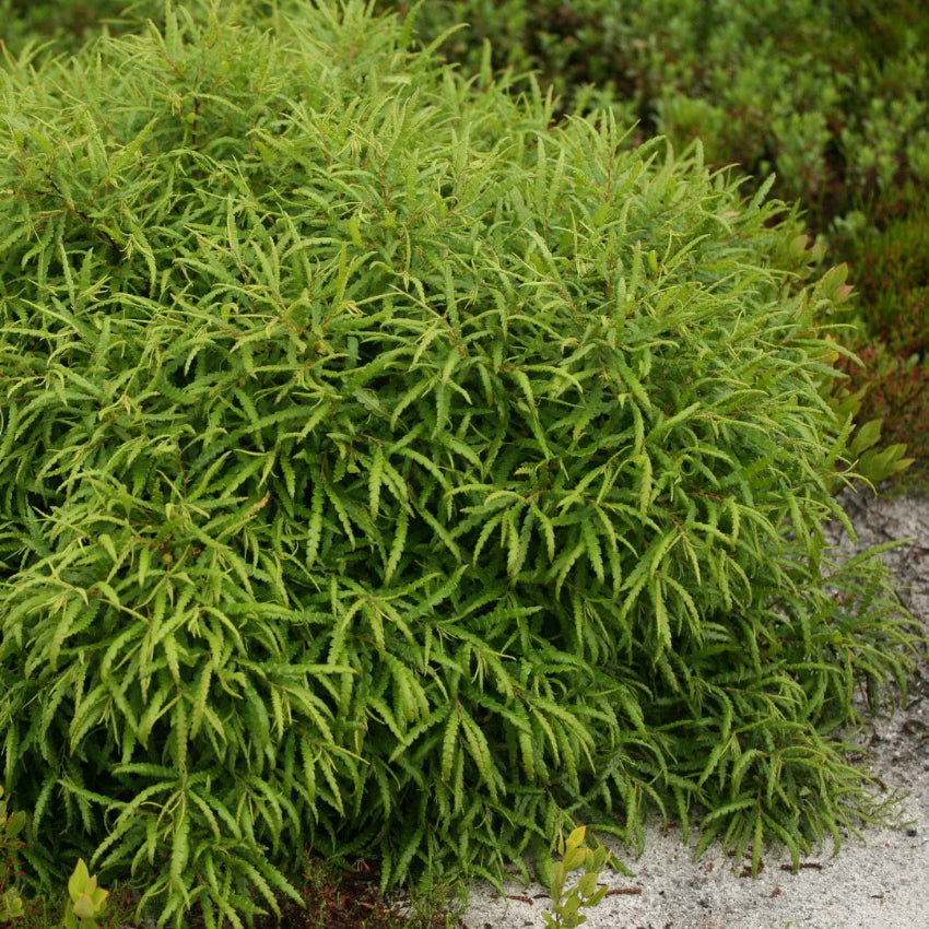 Comptonia peregrina (Comptonie voyageuse)