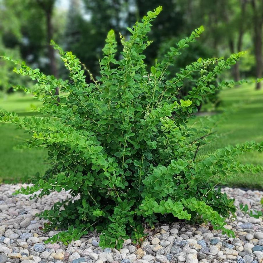 Berberis thunbergii 'Emerald Caroussel' (Berbéris japonais ‘Emerald Carousel’)