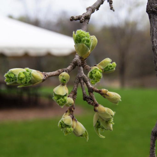  State Street Morton Maple @The Morton Aroretum