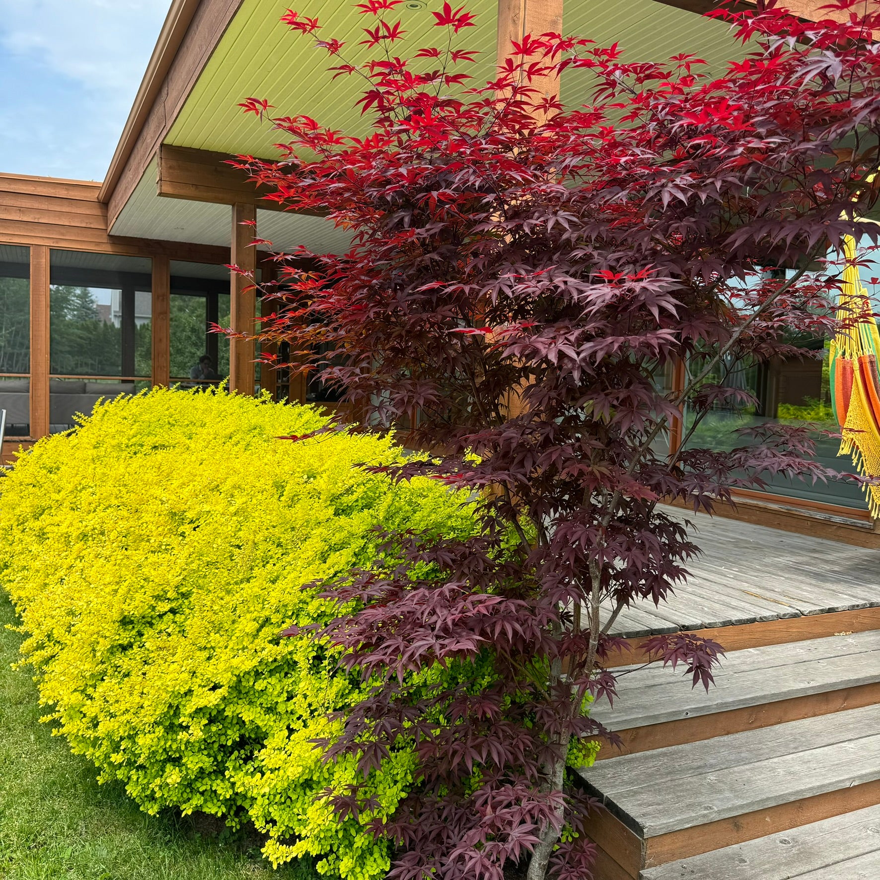 Acer palmatum Bloodgood Quebec Canada