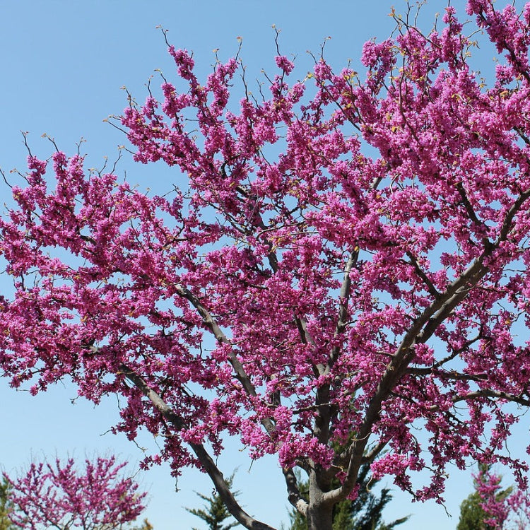 Gainier du Canada (Cercis canadensis)