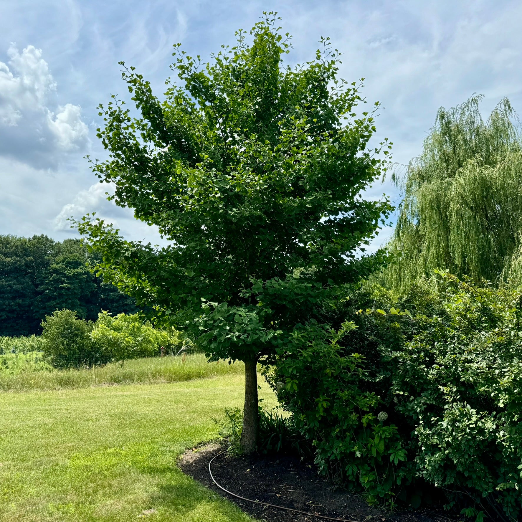 Ginkgo biloba (Ginkgo bilobé)