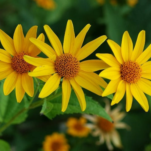 HELIOPSIS helianthoides