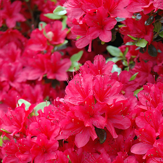 Azalea 'Hino Crimson' (Azalée ‘Hino Crimson’)