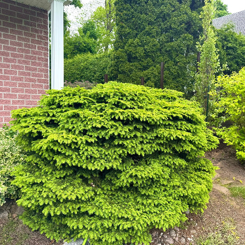 Abies balsamea 'Nana' (Sapin Baumier 'nain')