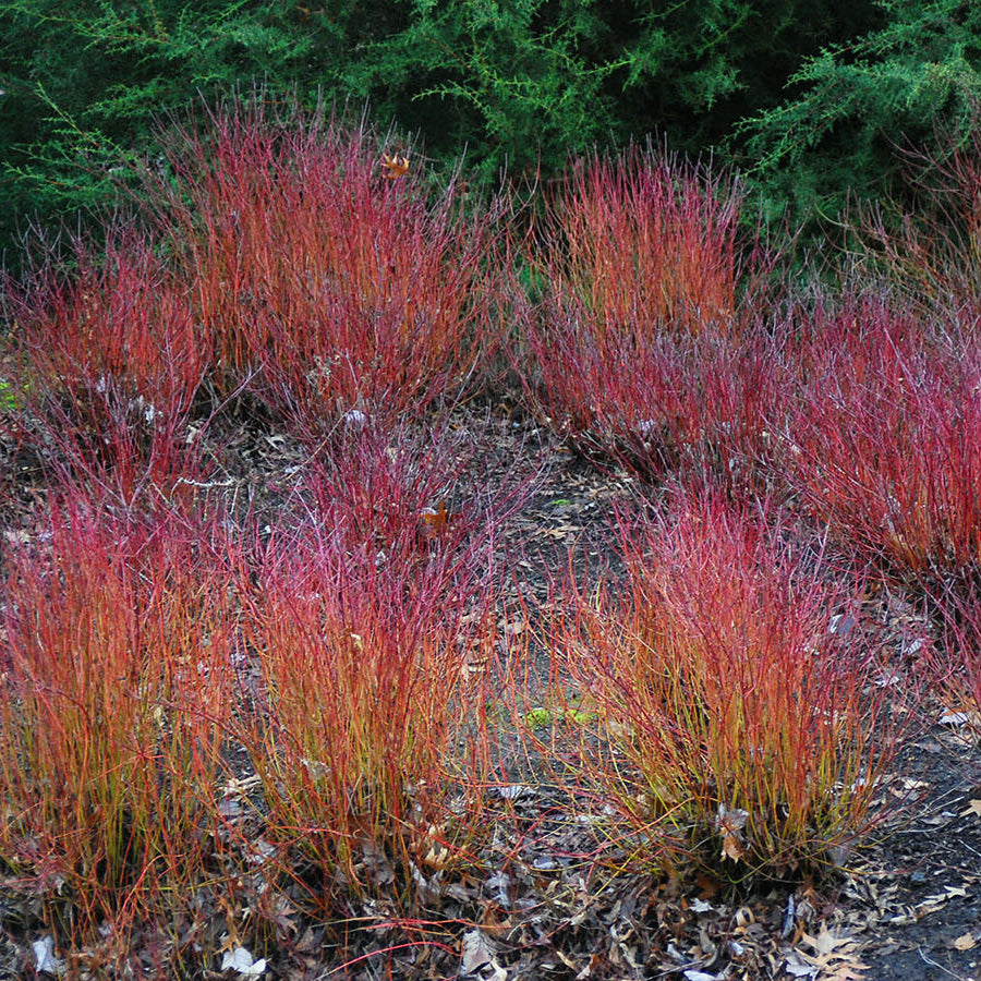 Cornus stolonifera 'Kelsey' (Cornouiller stolonifère ‘Kelsey’)