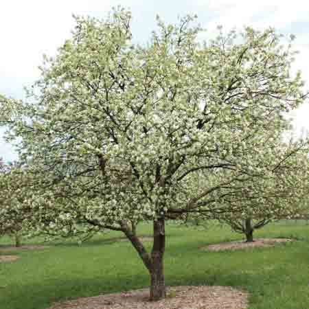 Pommetier 'Dolgo' (Malus 'Dolgo')