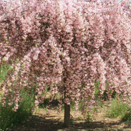 Pommetier pleureur Louisa @Moon Nurseries