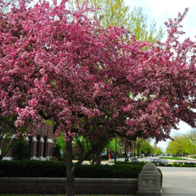 Pommetier 'Robinson' (Malus 'Robinson')