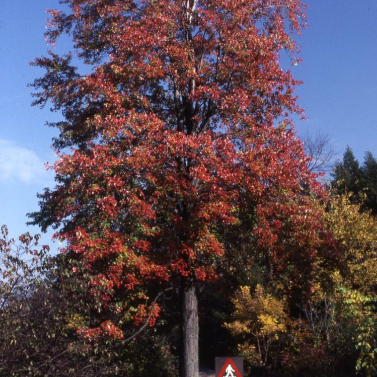 Acer freemanii Marmo Quebec Canada