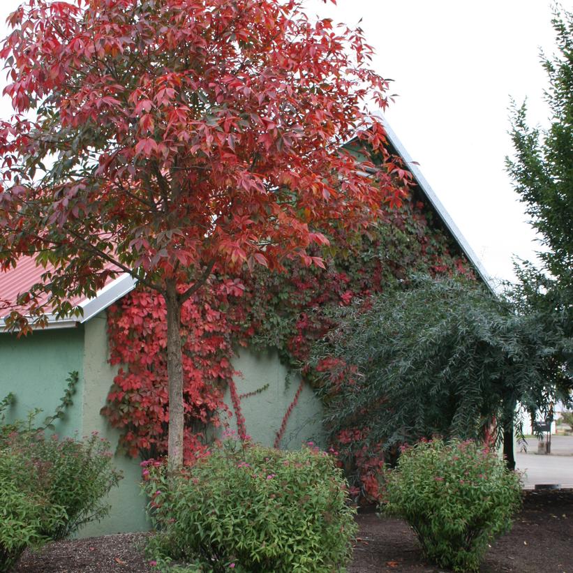 Marronnier ‘Autumn Splendor’ (Aesculus x arnoldiana 'Autumn Splendor')