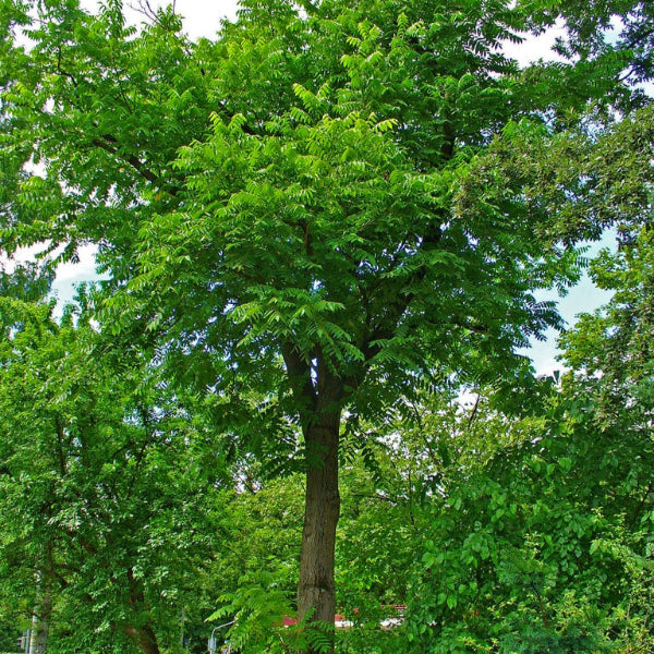 Noyer cendré Quebec