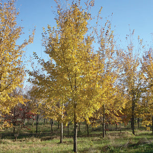 Ulmus Patriot Orme Patriot Quebec Canada