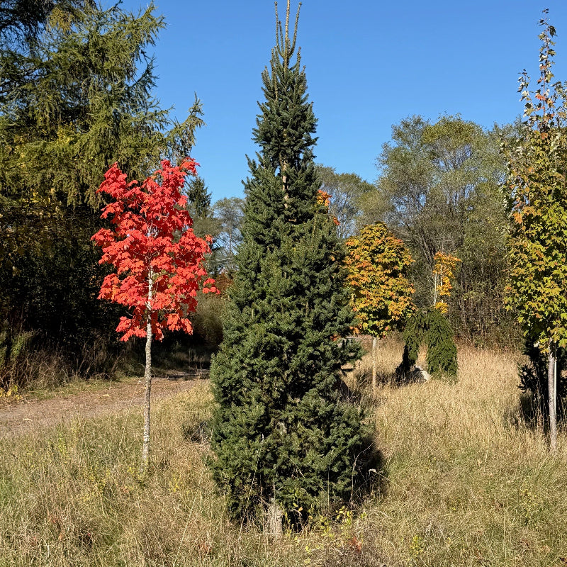 Picea abies cupressina en automne Québec