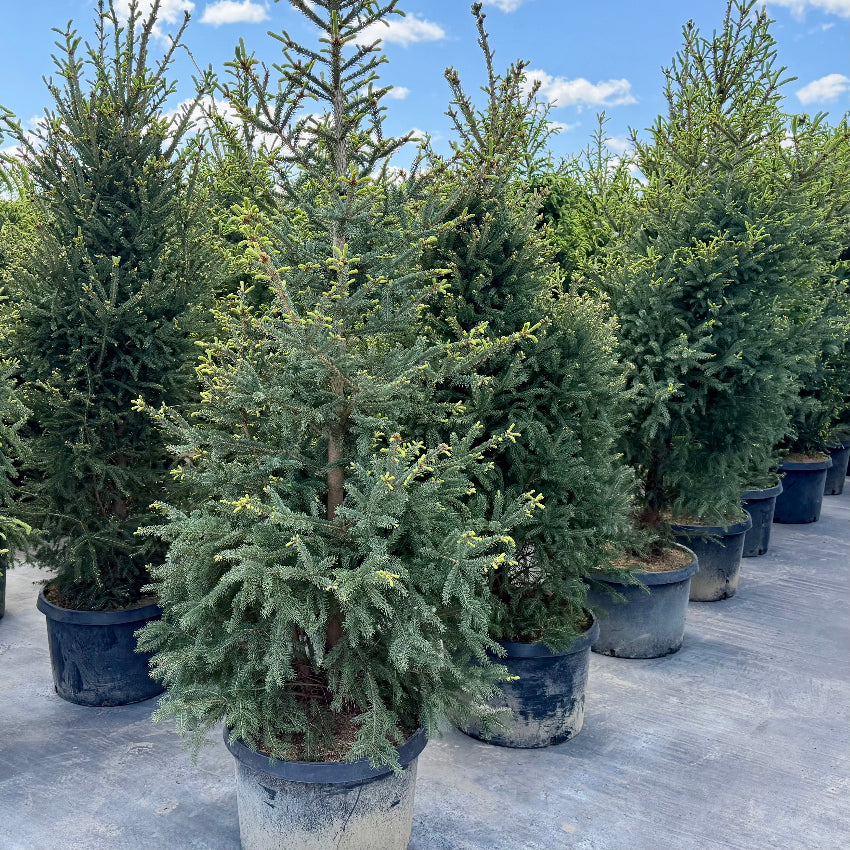 Picea glauca 'North Pole (Épinette blanche 'North Pole)