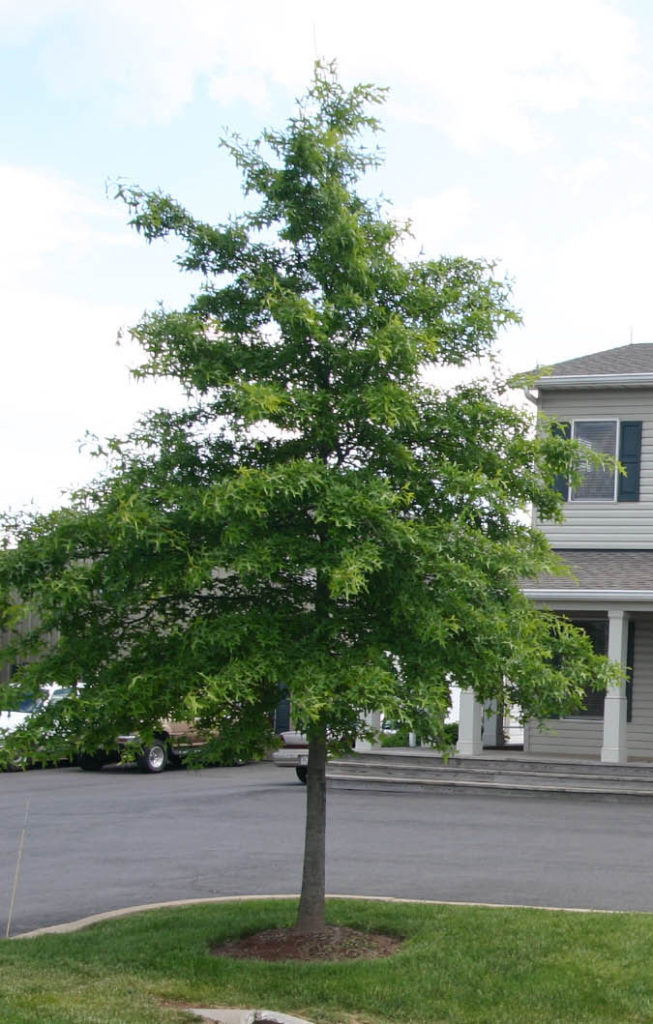 Chêne des marais (Quercus palustris)