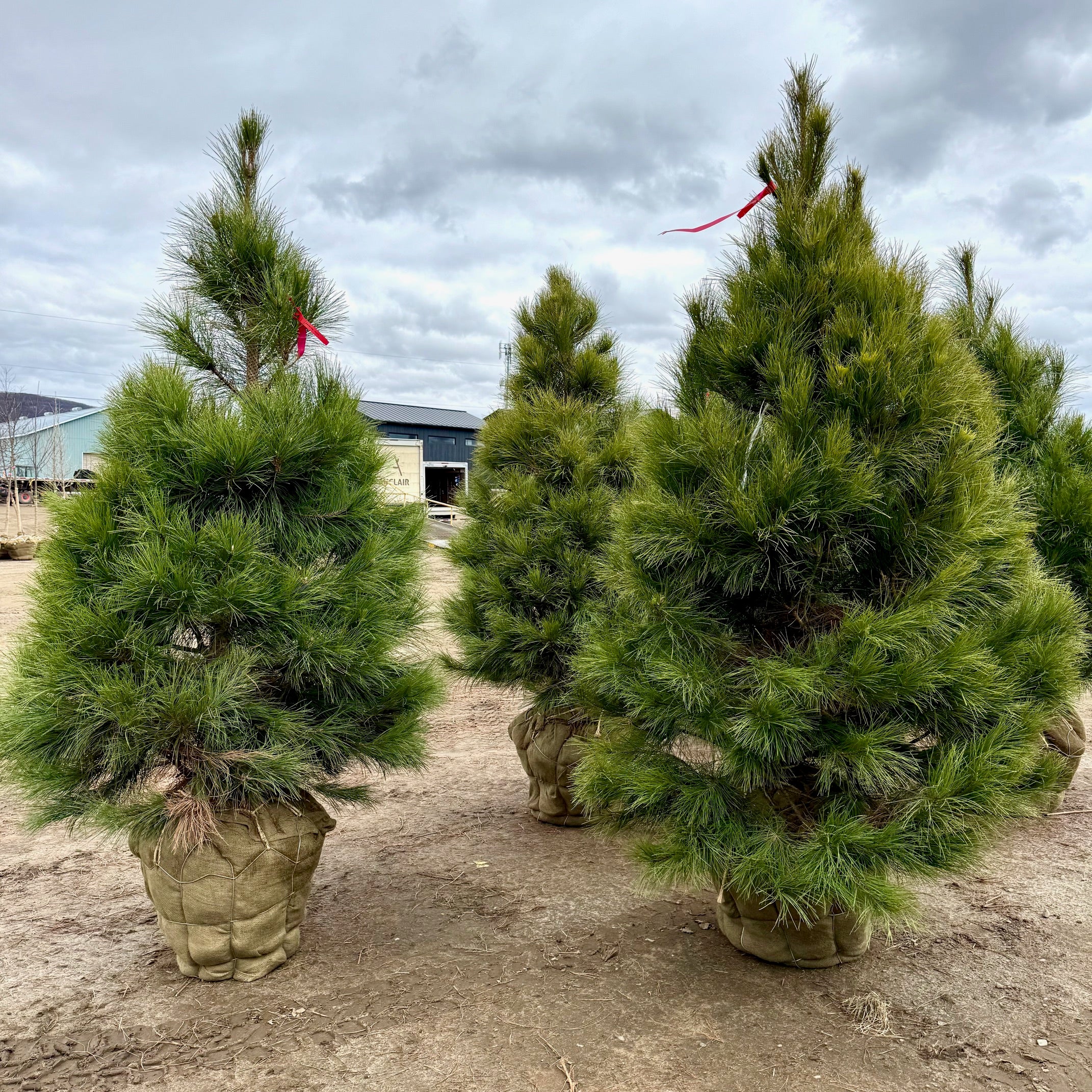 Pinus strobus (Pin blanc)